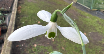 Galanthus 'Ruth Birchall'